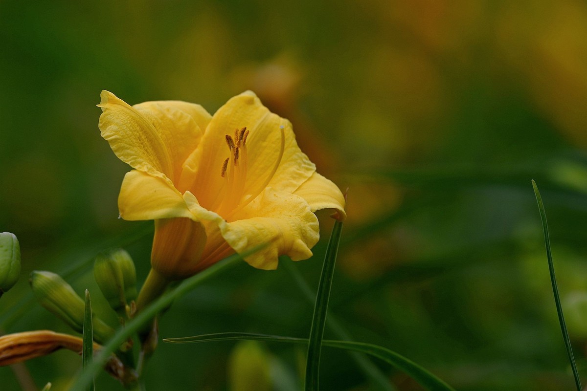 金灿灿的金娃娃