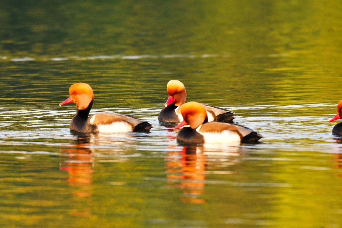 锦城湖的赤嘴潜鸭