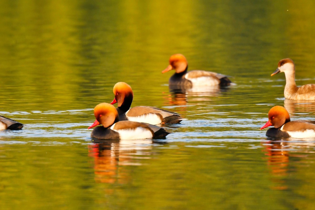 锦城湖的赤嘴潜鸭