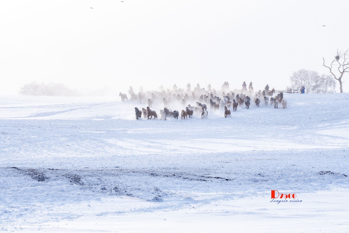 策马奔腾（50）