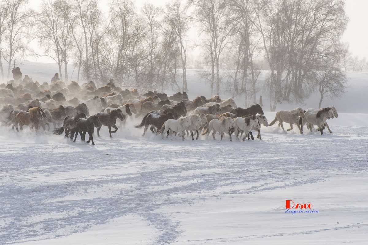 策马奔腾（50）