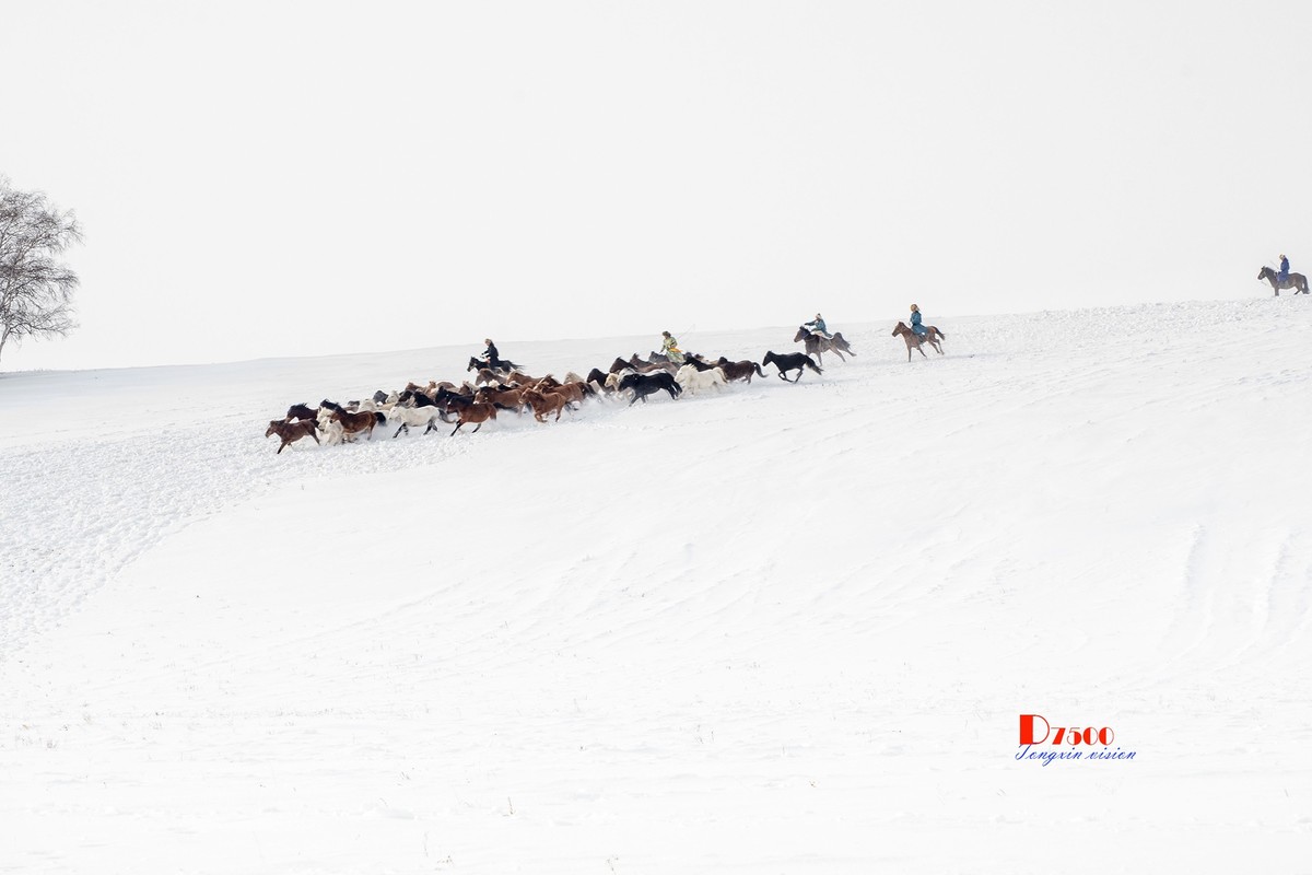 策马奔腾（50）