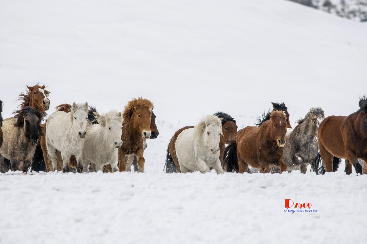 策马奔腾（50）