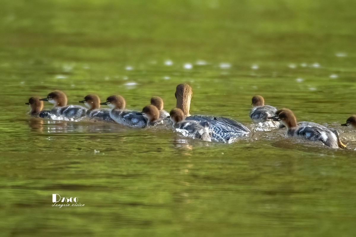 中华秋沙鸭（10）