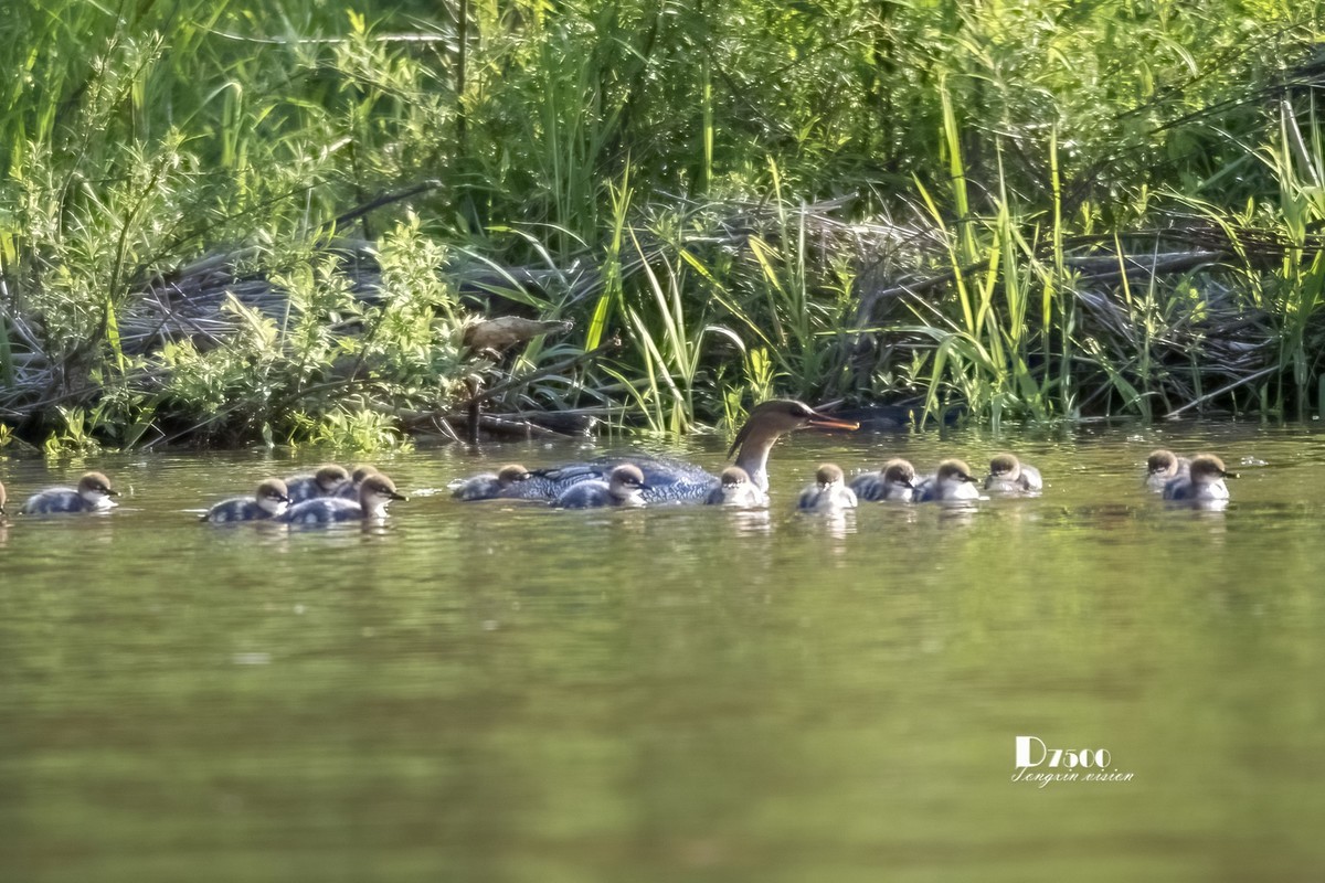 中华秋沙鸭（10）