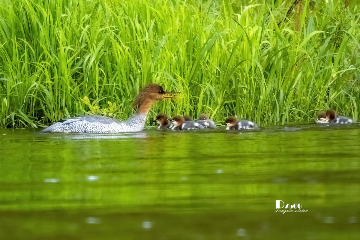 中华秋沙鸭（10）