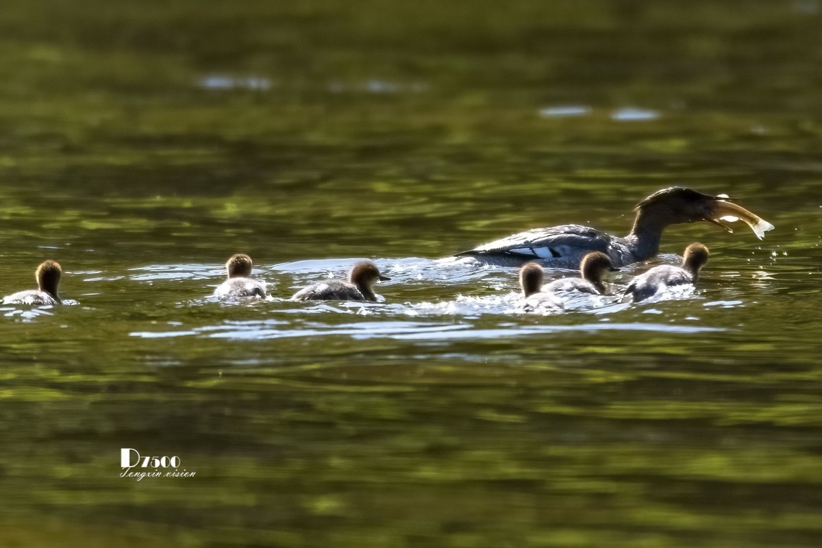中华秋沙鸭（10）