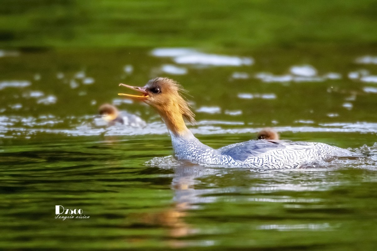 中华秋沙鸭（10）