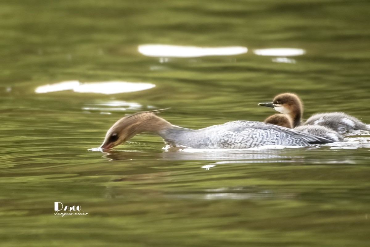 中华秋沙鸭（10）