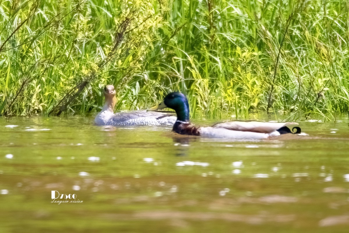 中华秋沙鸭（10）