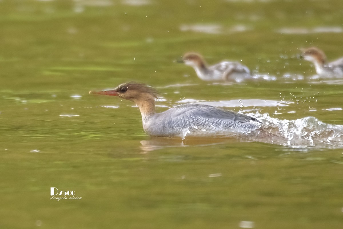 中华秋沙鸭（10）