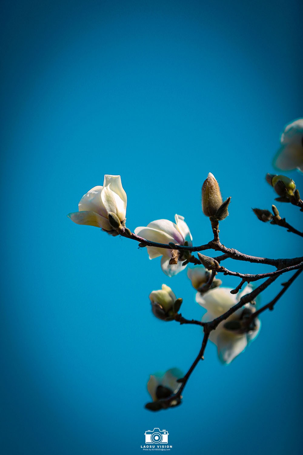 大悲院玉兰花开