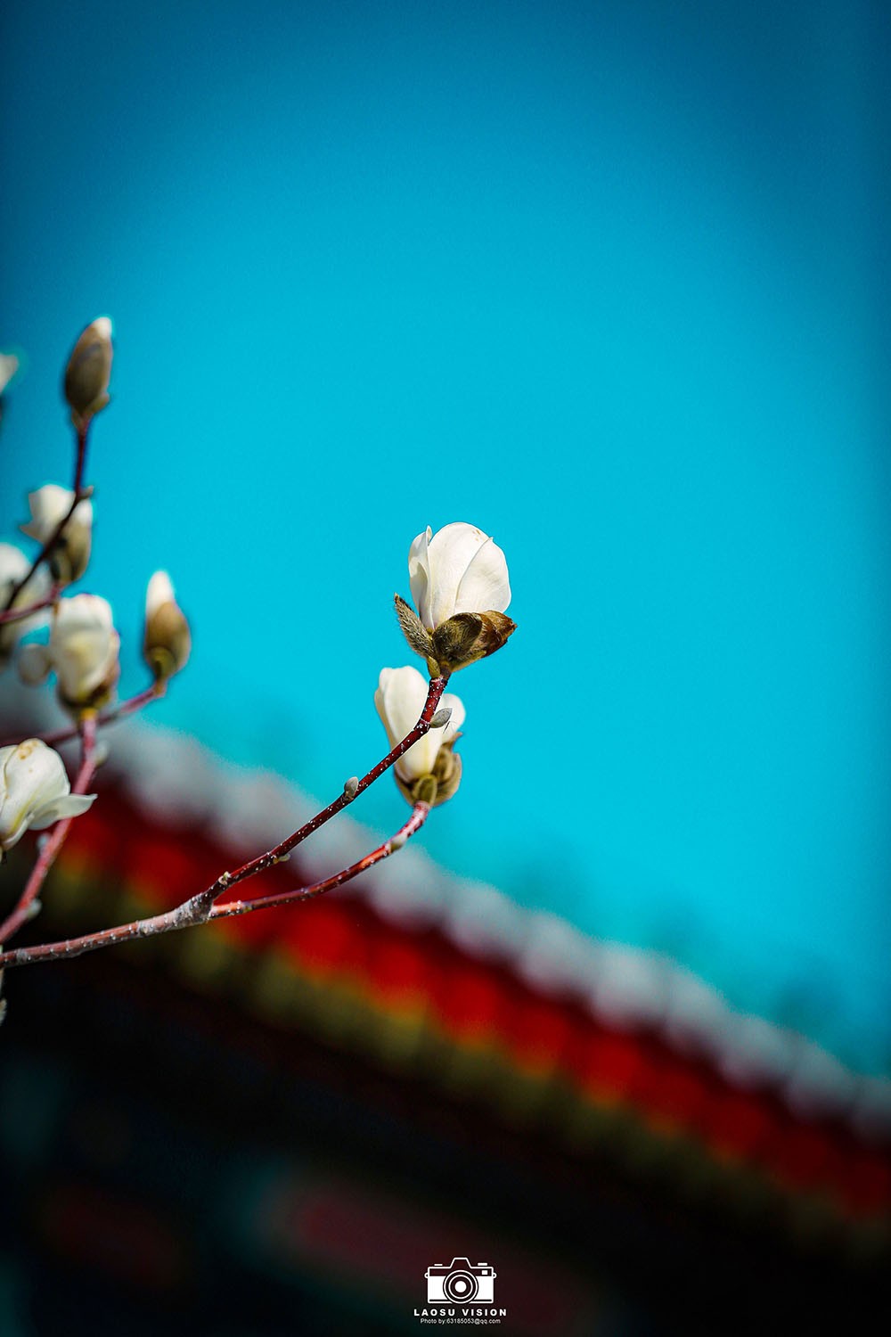 大悲院玉兰花开