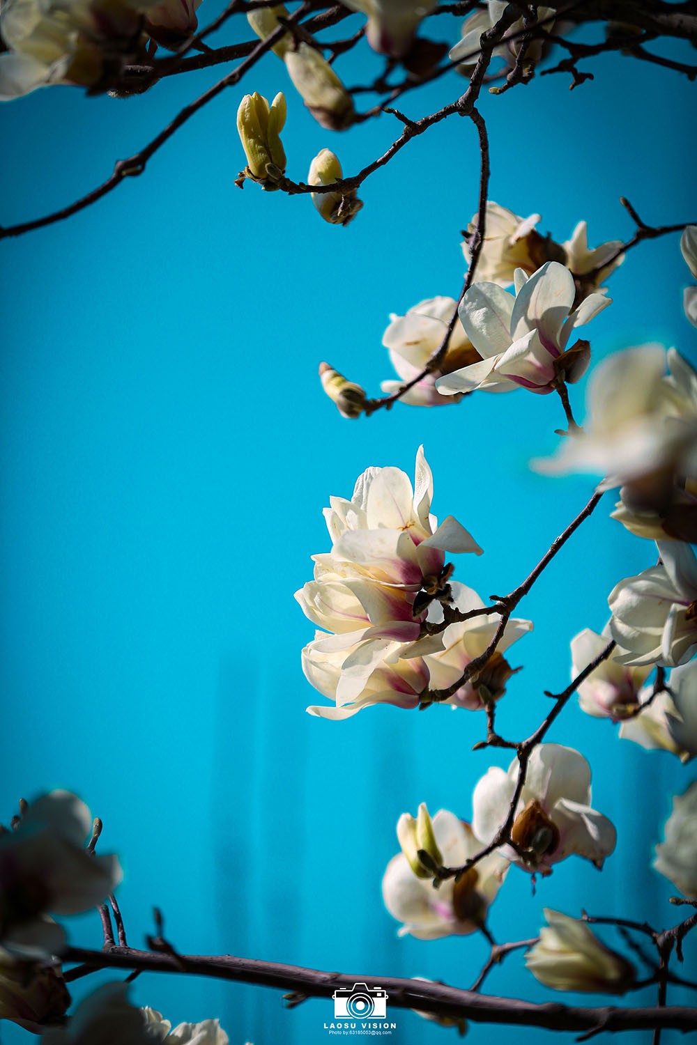 大悲院玉兰花开