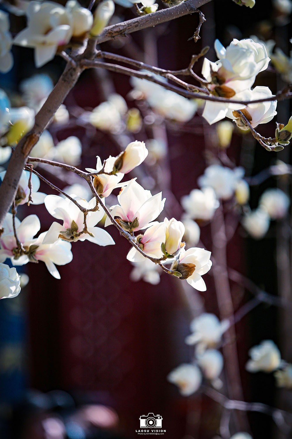 大悲院玉兰花开