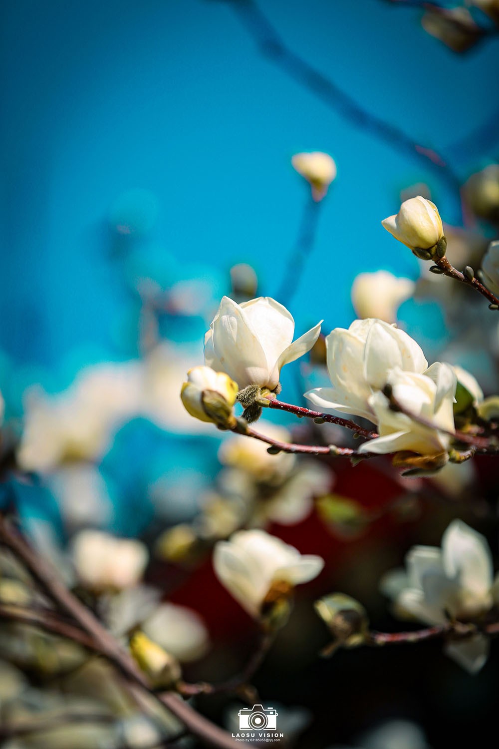 大悲院玉兰花开