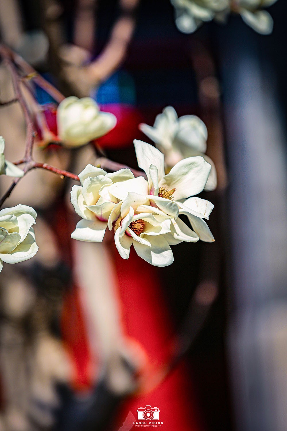 大悲院玉兰花开