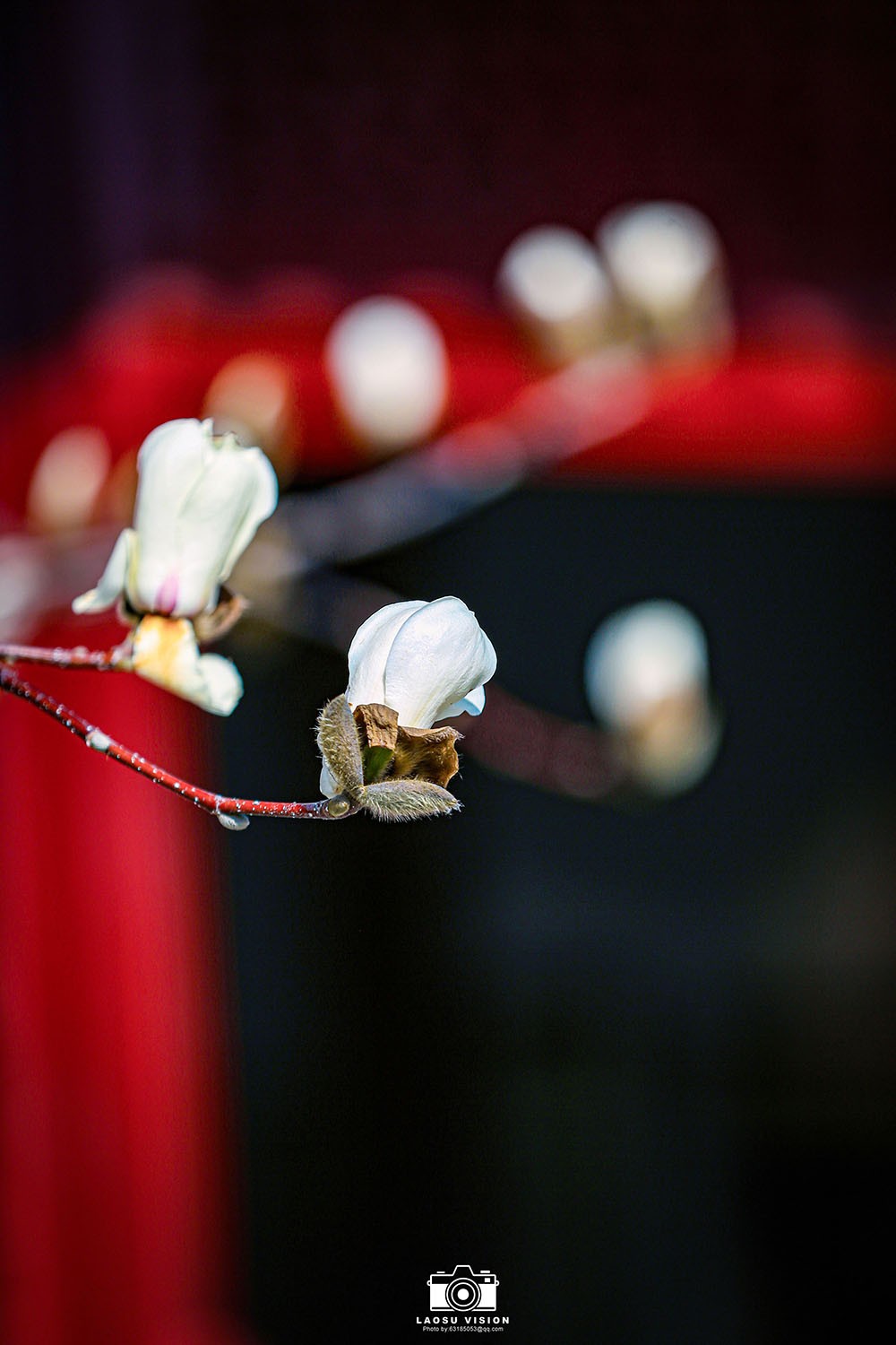 大悲院玉兰花开