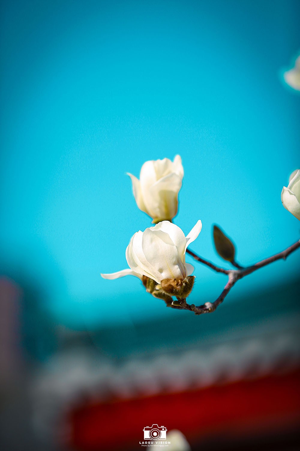 大悲院玉兰花开