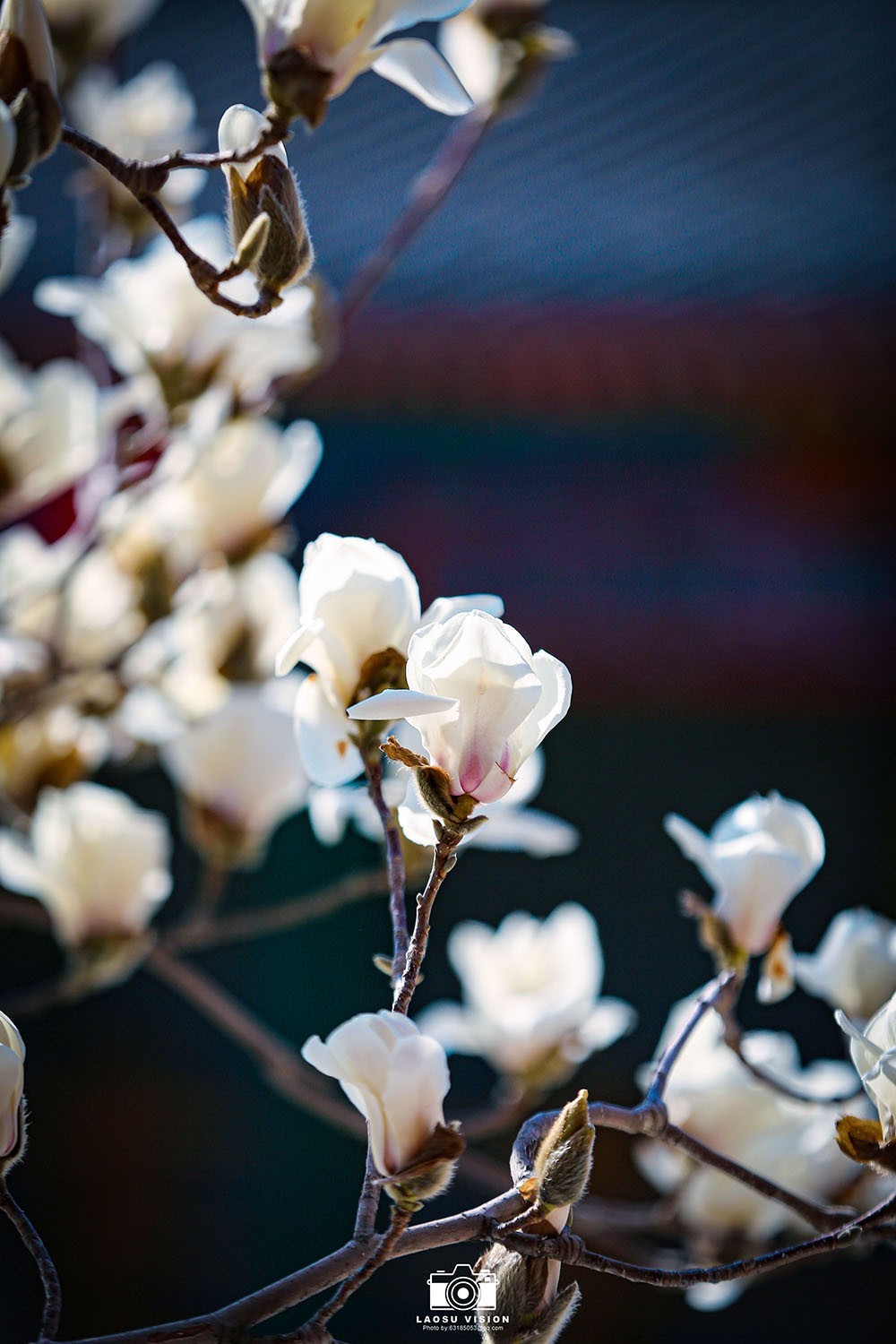 大悲院玉兰花开