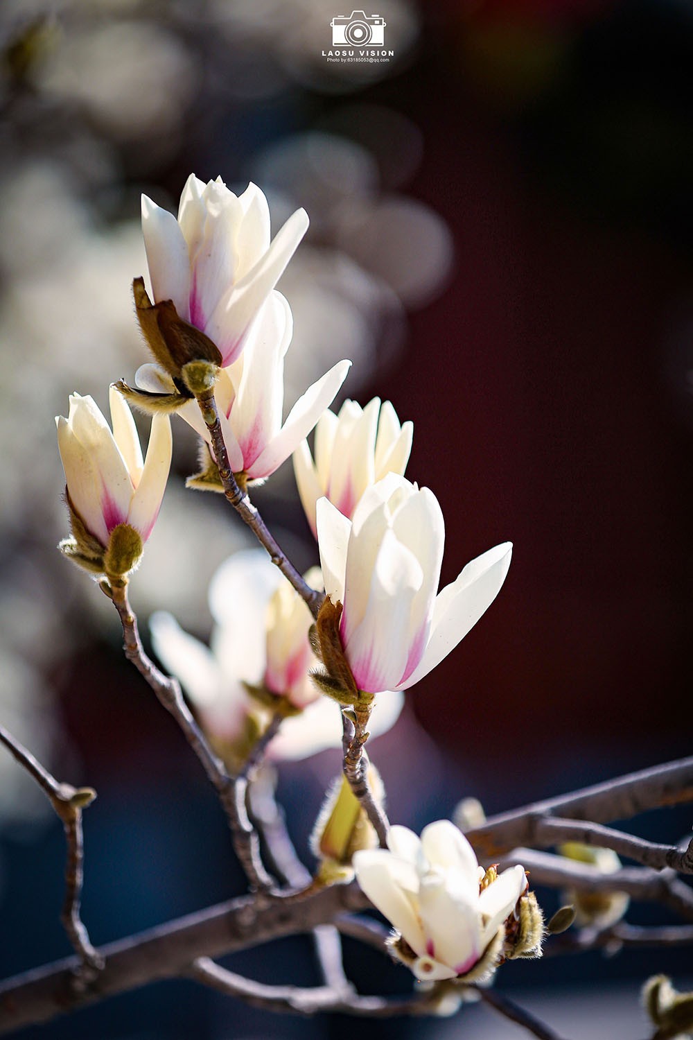 大悲院玉兰花开
