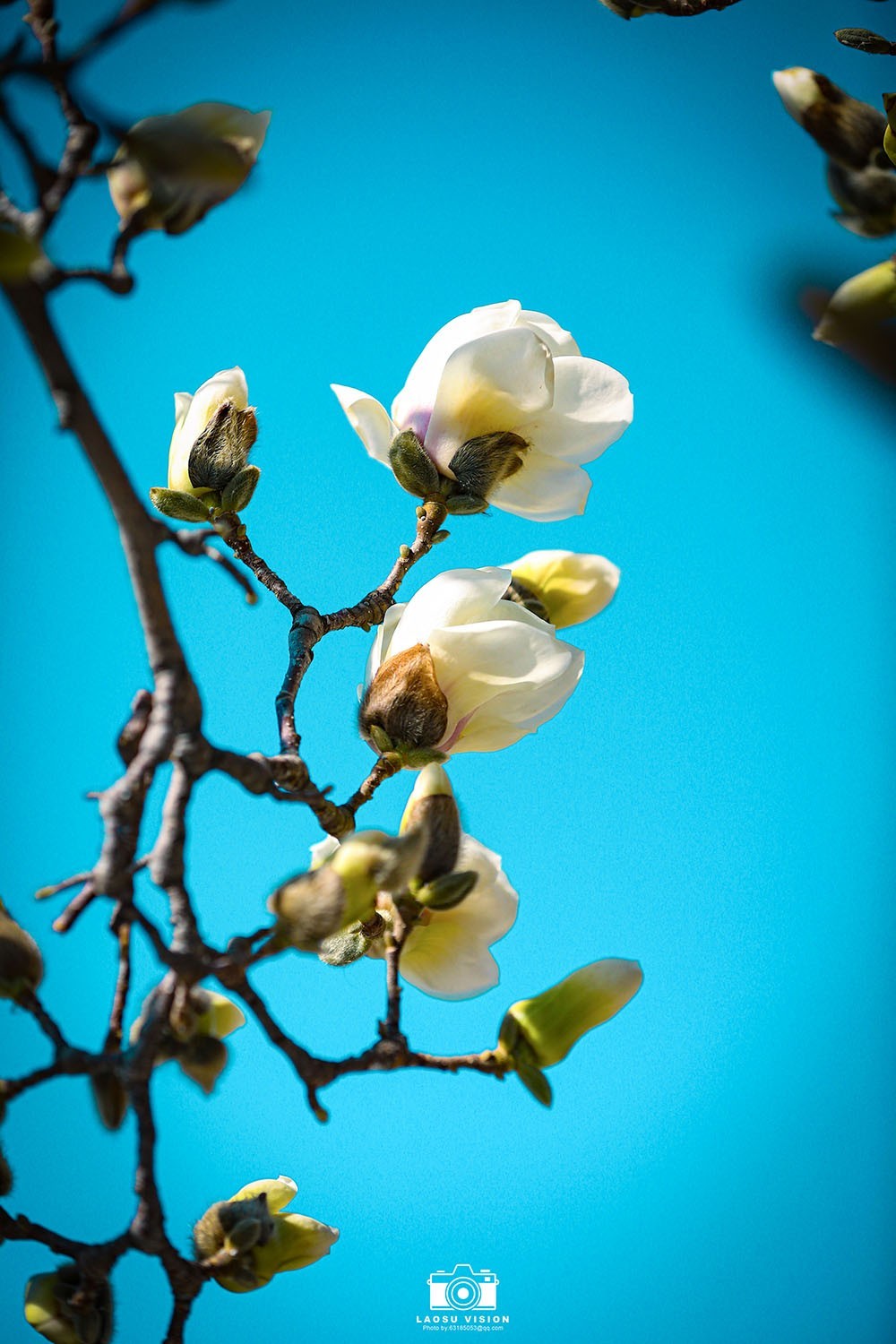 大悲院玉兰花开