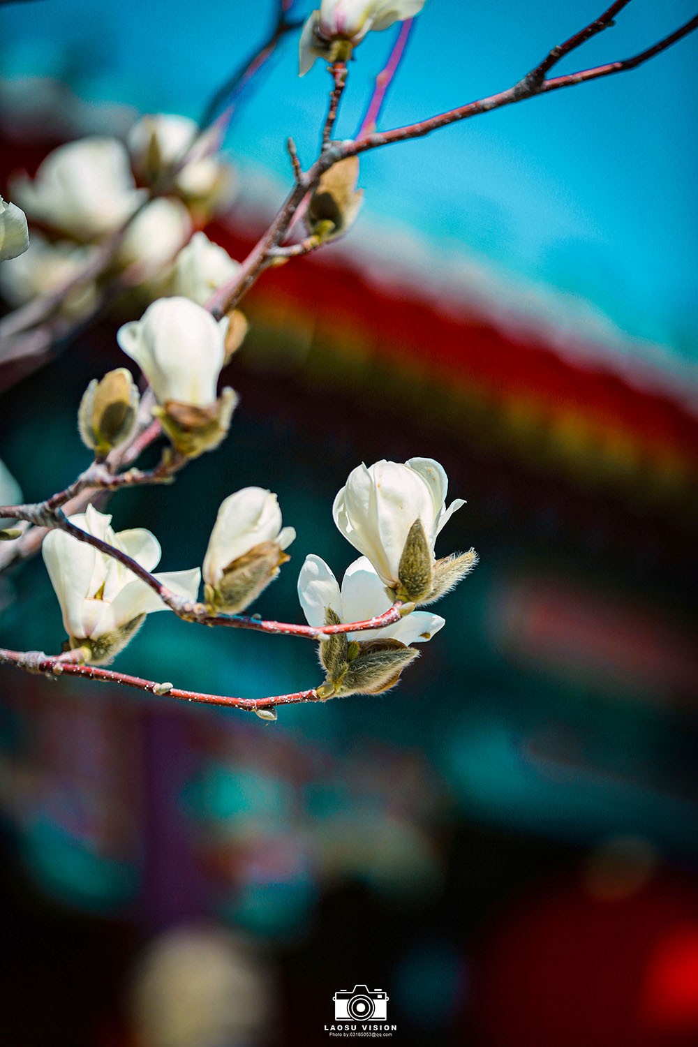 大悲院玉兰花开