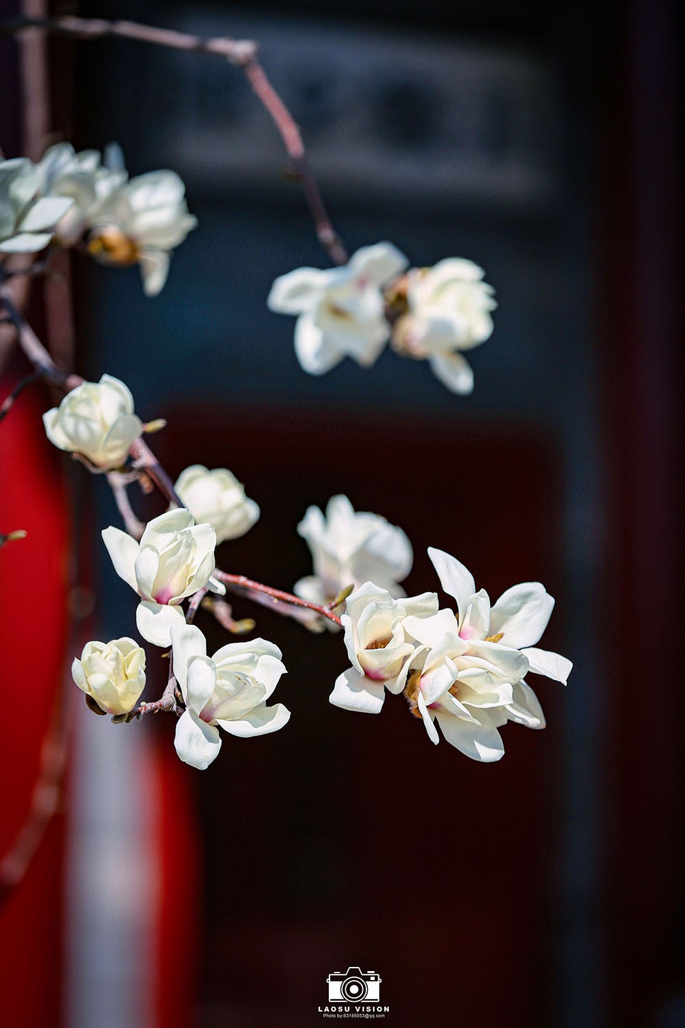 大悲院玉兰花开