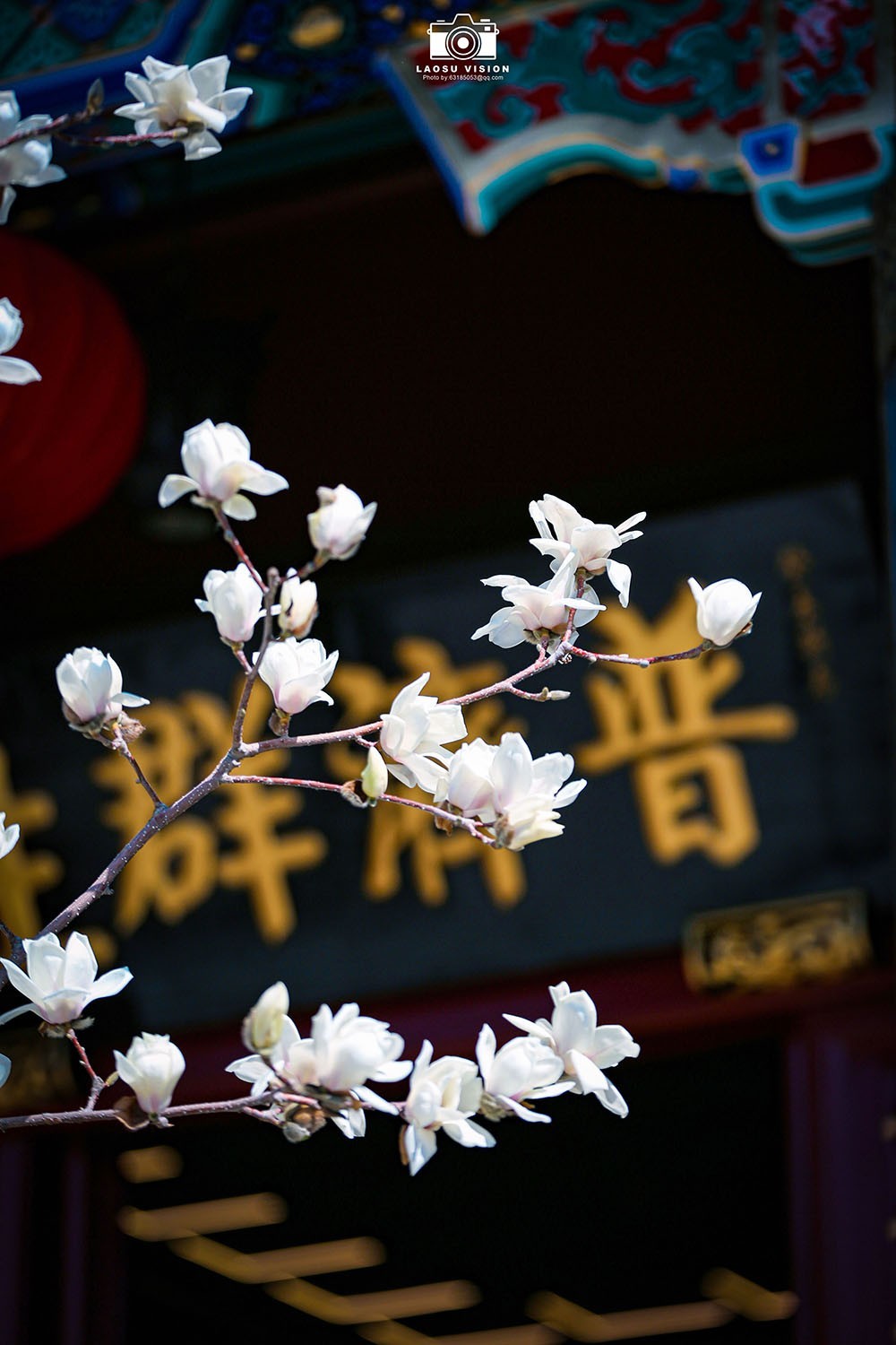 大悲院玉兰花开