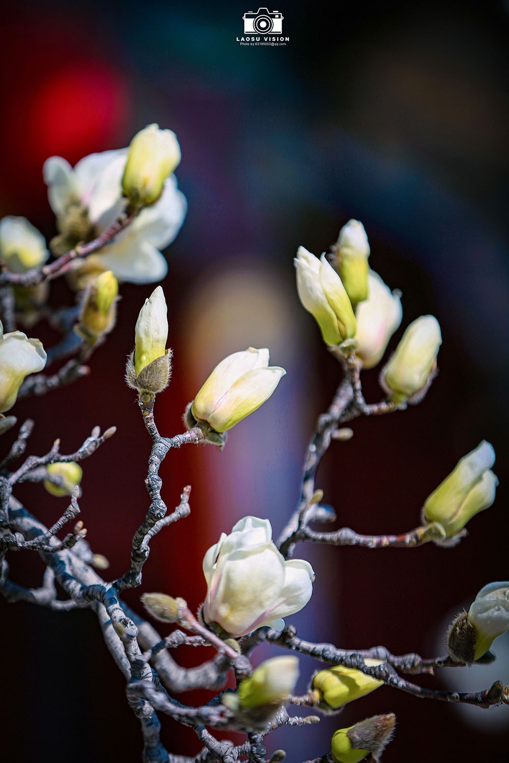 大悲院玉兰花开