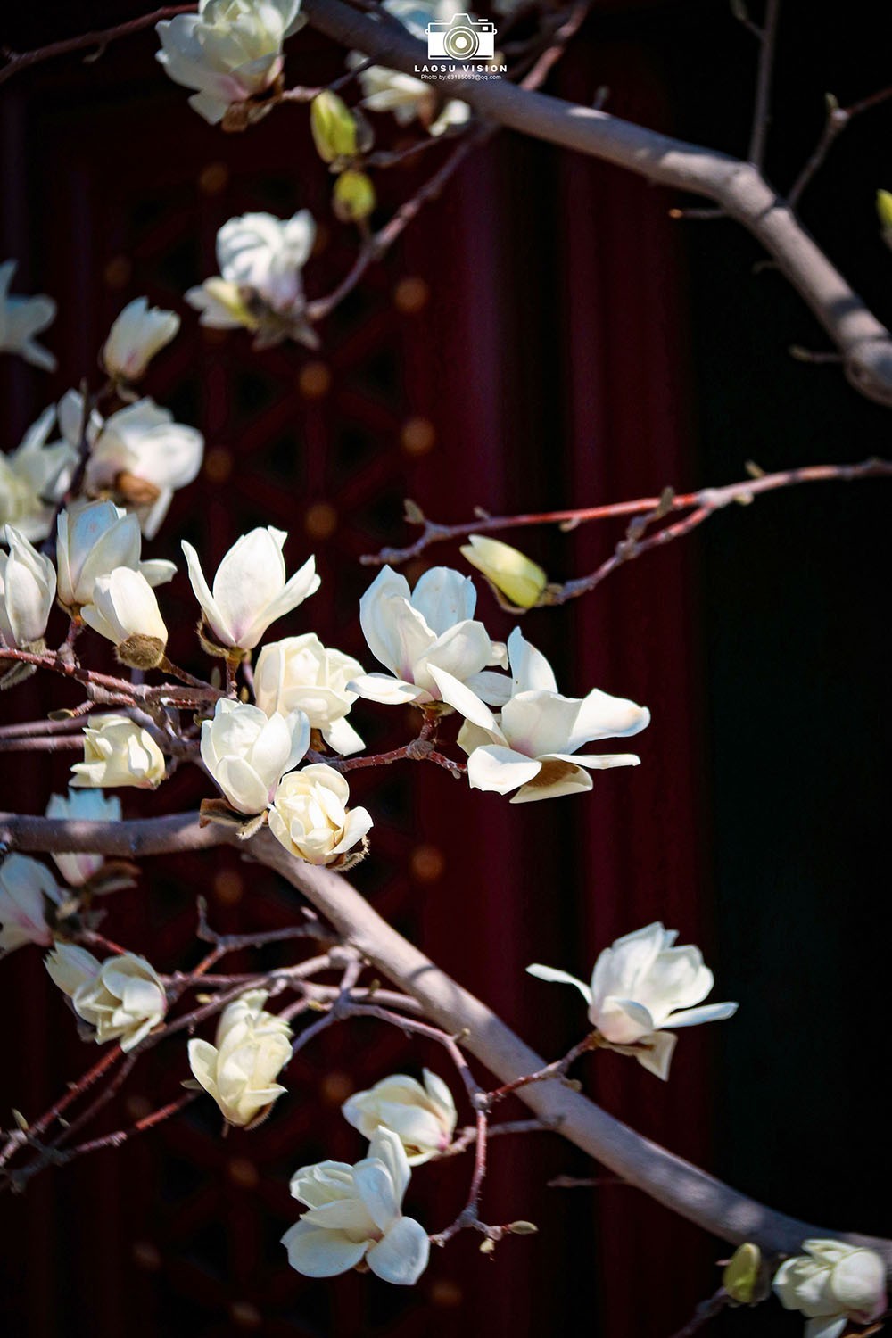 大悲院玉兰花开