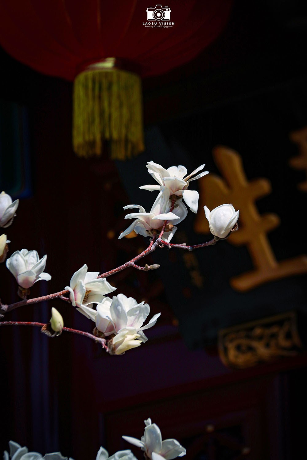 大悲院玉兰花开