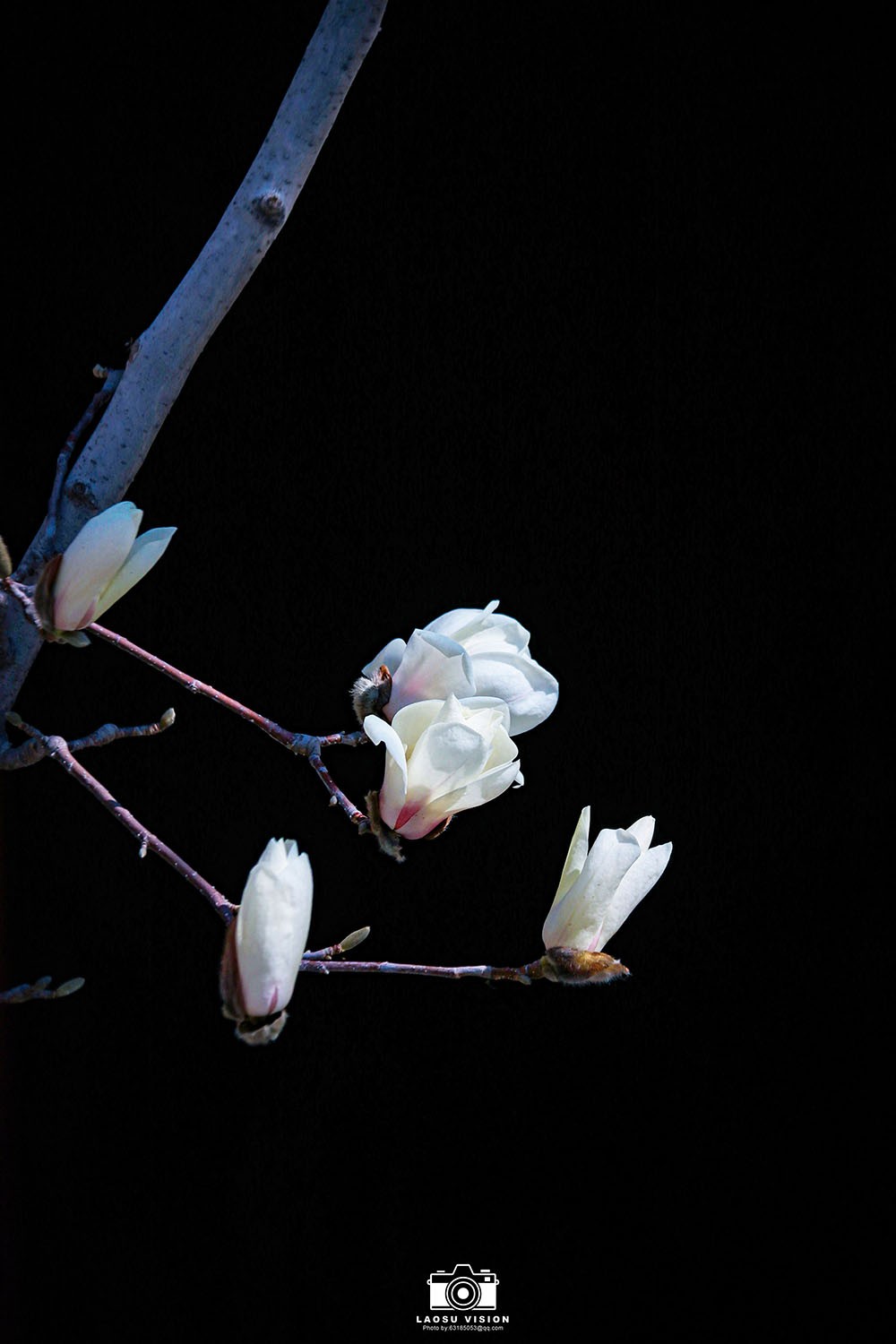 大悲院玉兰花开