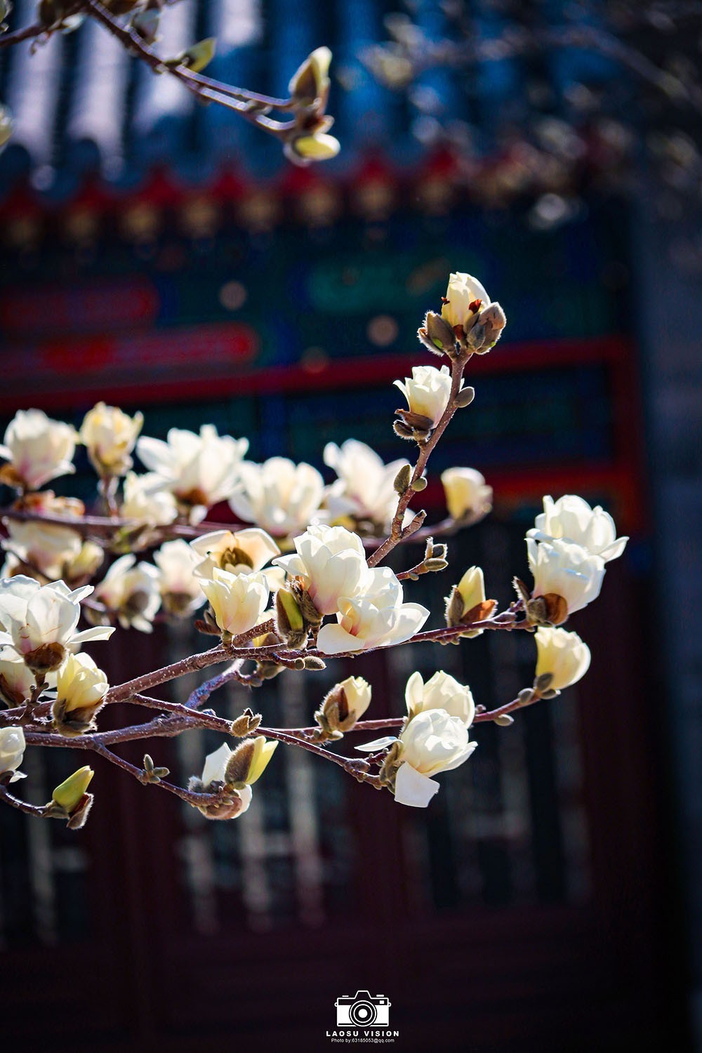 大悲院玉兰花开