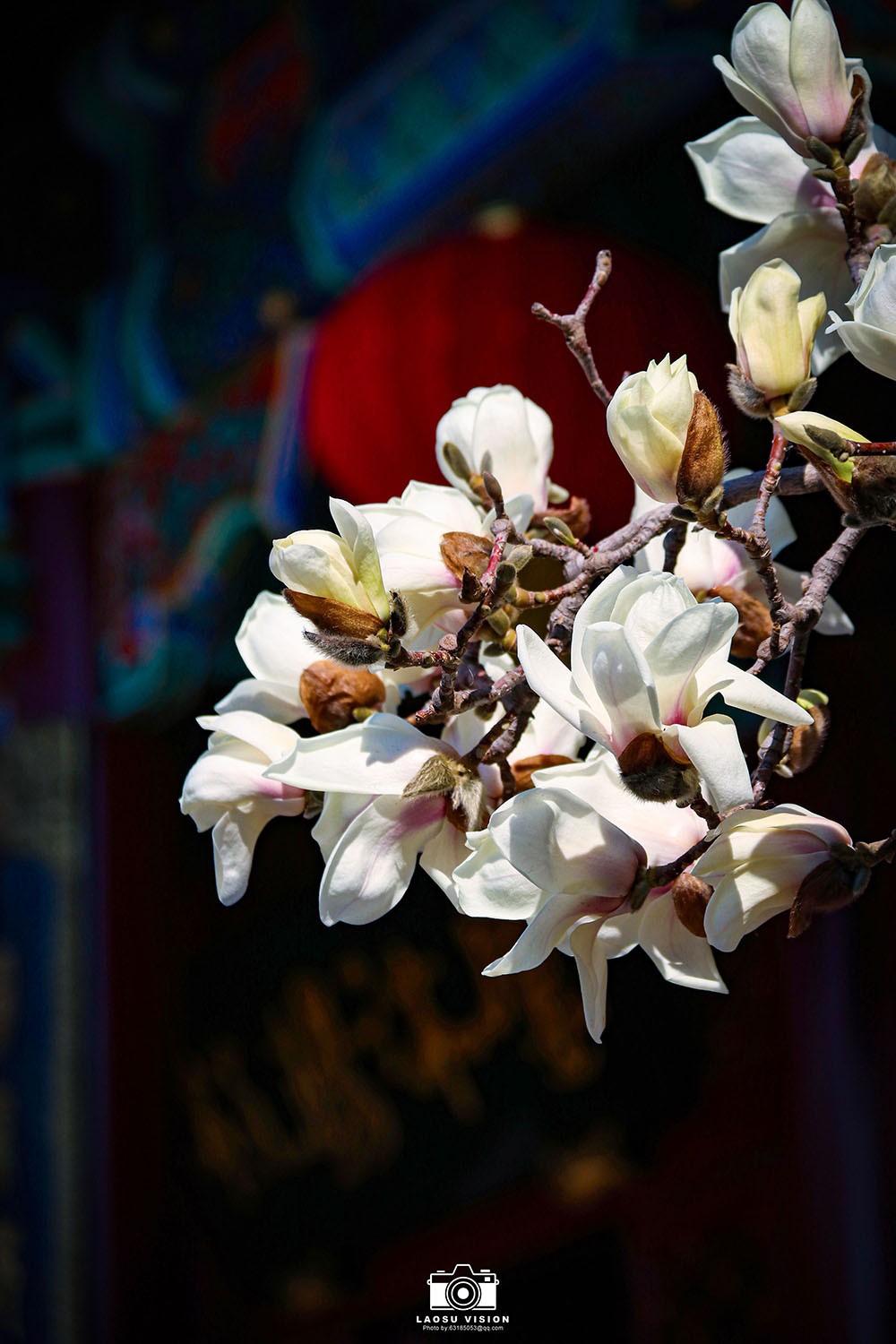 大悲院玉兰花开