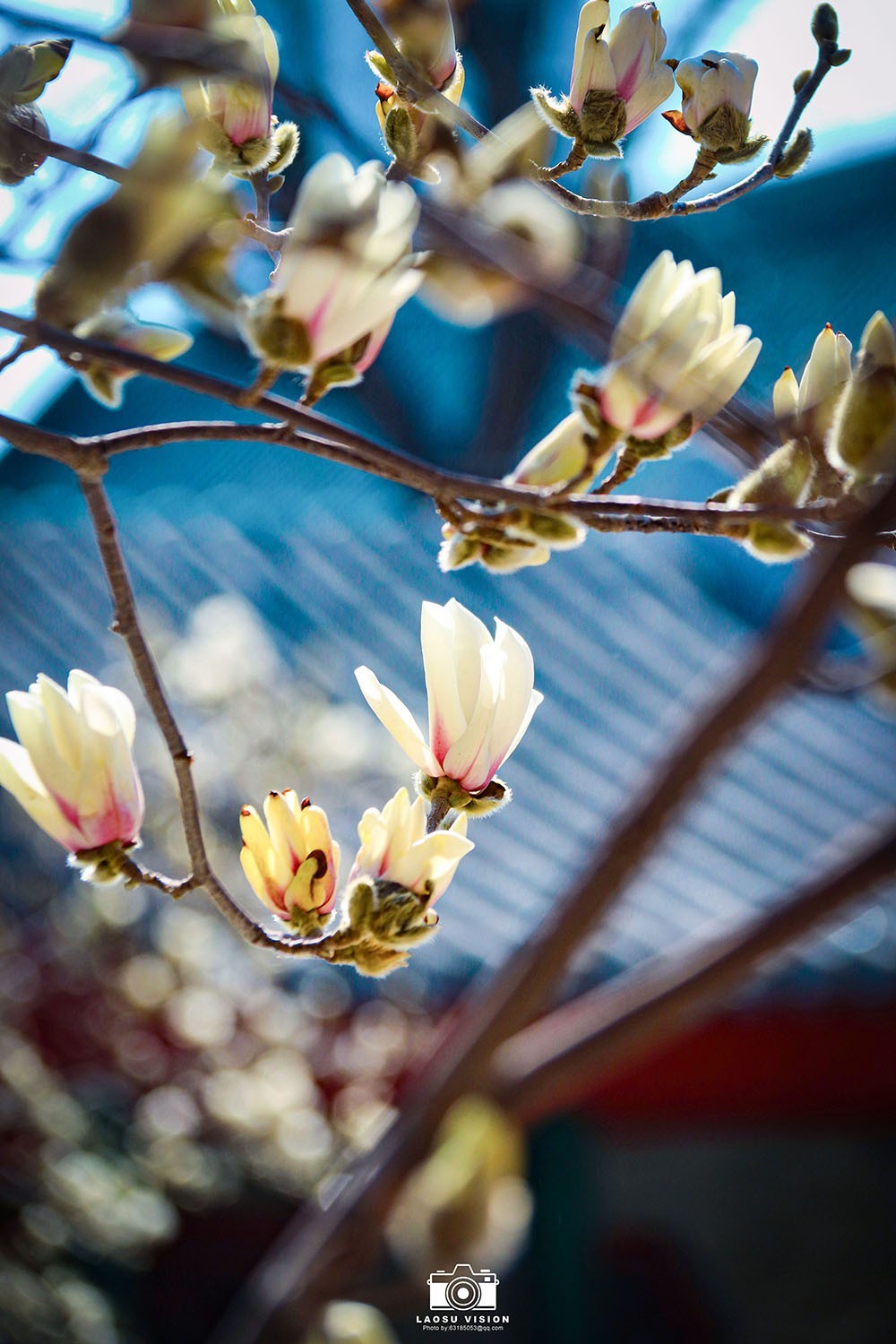 大悲院玉兰花开