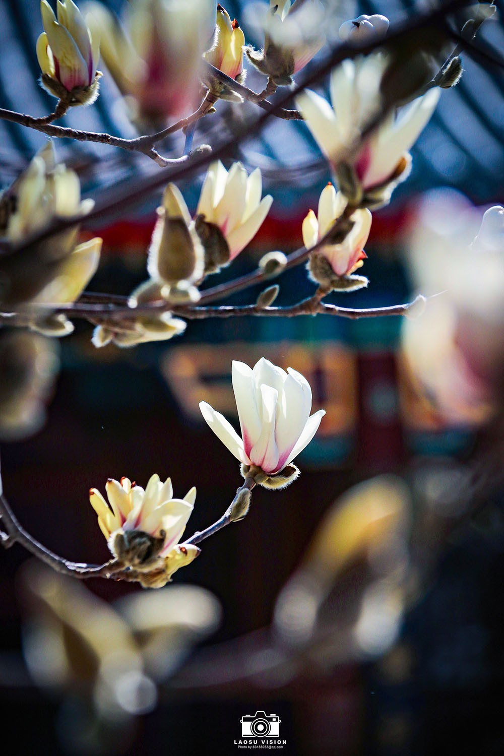 大悲院玉兰花开