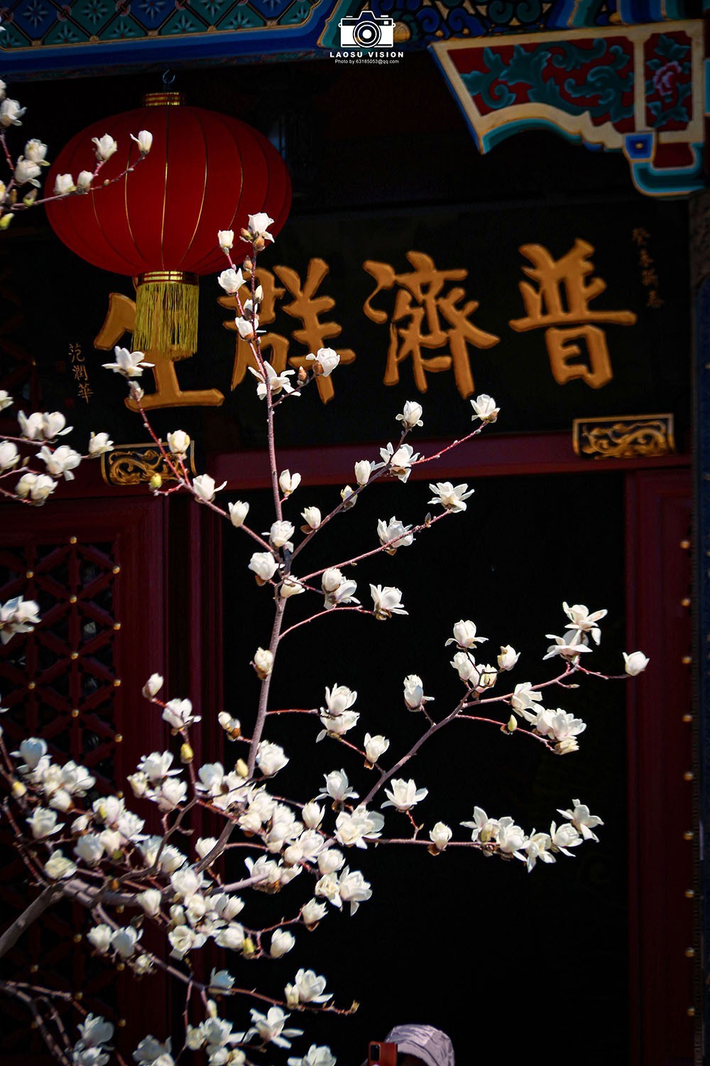 大悲院玉兰花开