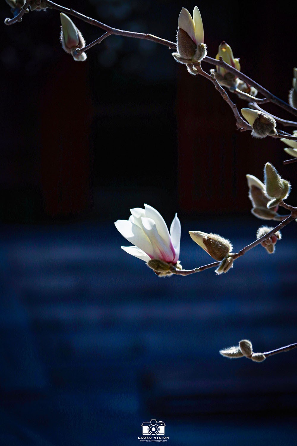 大悲院玉兰花开
