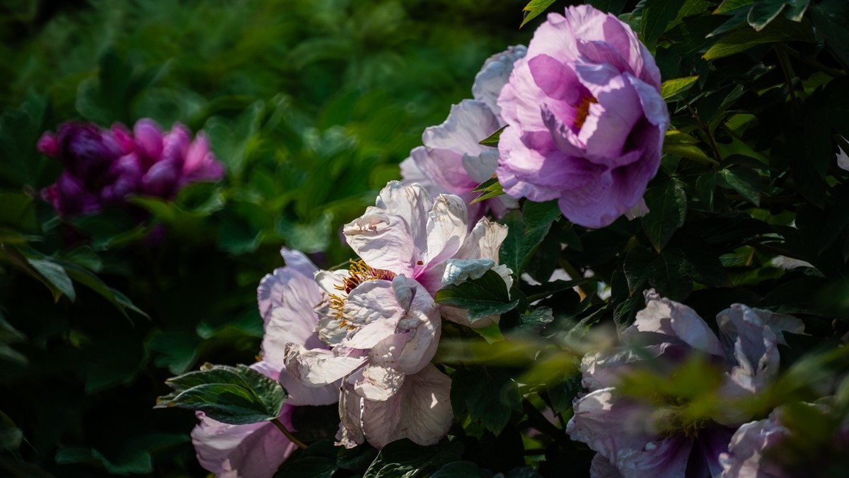 250504 ------ 牡 丹 （ 四 ）