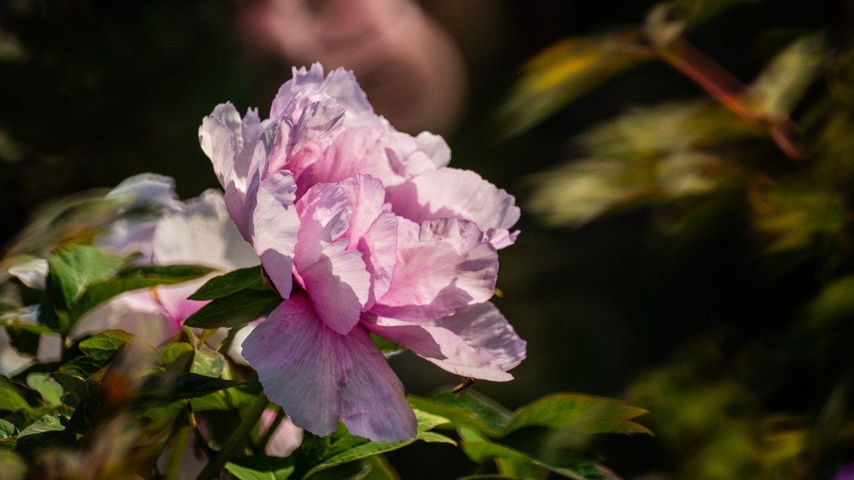 250504 ------ 牡 丹 （ 四 ）