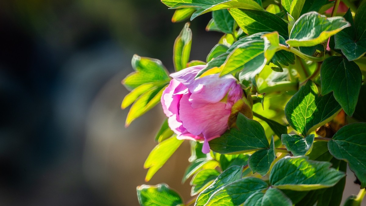 250504 ------ 牡 丹 （ 四 ）