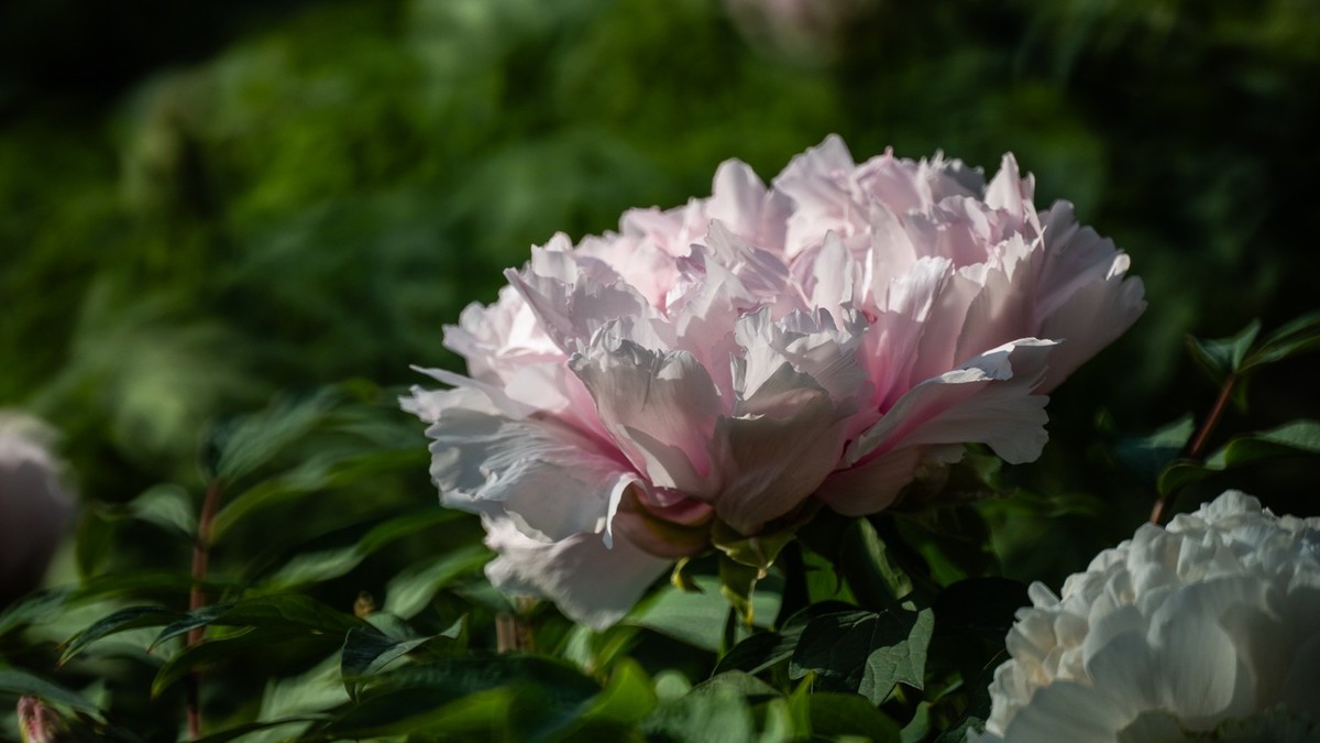 250504 ------ 牡 丹 （ 四 ）