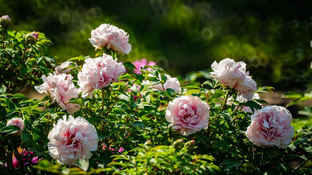 250504 ------ 牡 丹 （ 四 ）