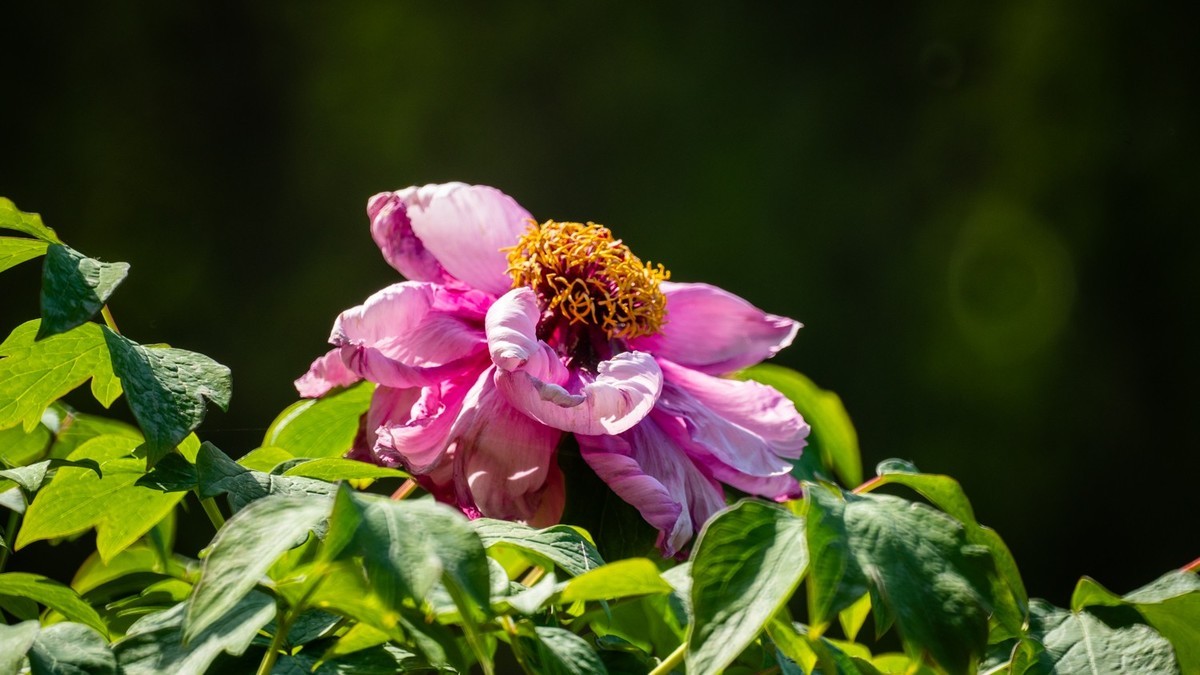 250504 ------ 牡 丹 （ 四 ）