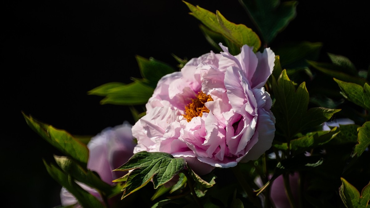 250504 ------ 牡 丹 （ 四 ）