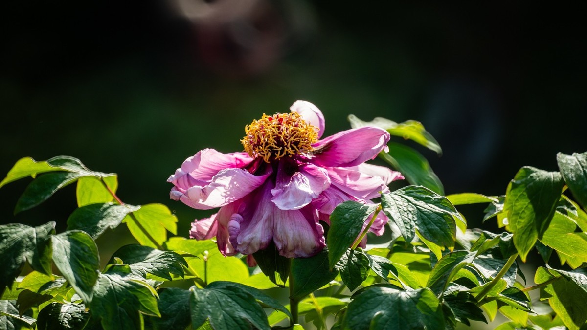 250504 ------ 牡 丹 （ 四 ）