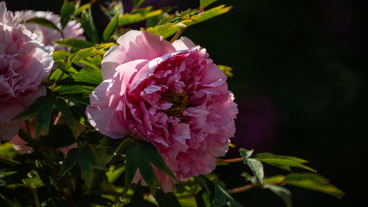 250504 ------ 牡 丹 （ 四 ）