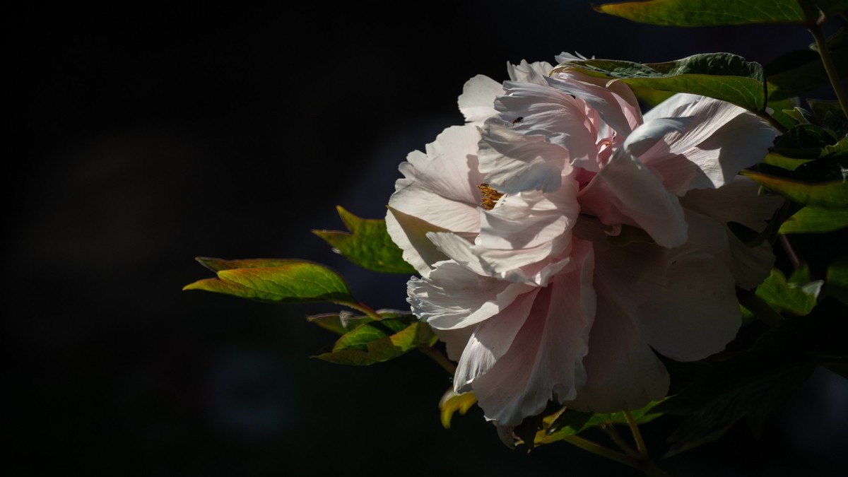 250504 ------ 牡 丹 （ 四 ）