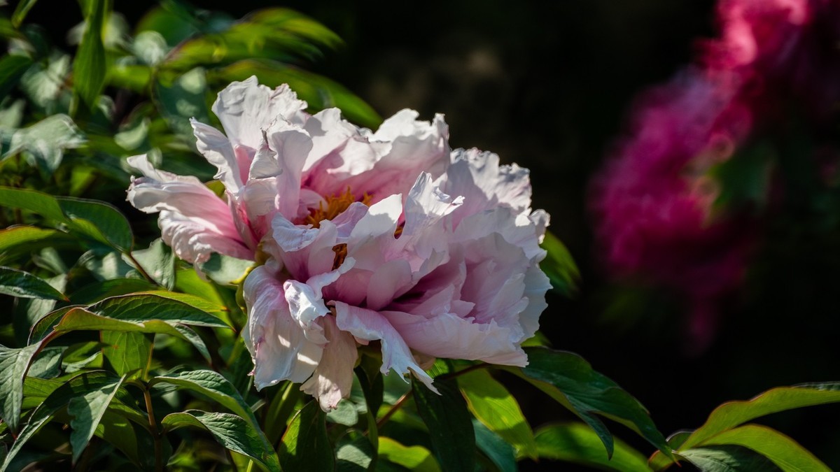 250504 ------ 牡 丹 （ 四 ）